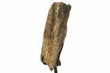 Fossil Triceratops Rib Section w/ Metal Stand - South Dakota #350609-2